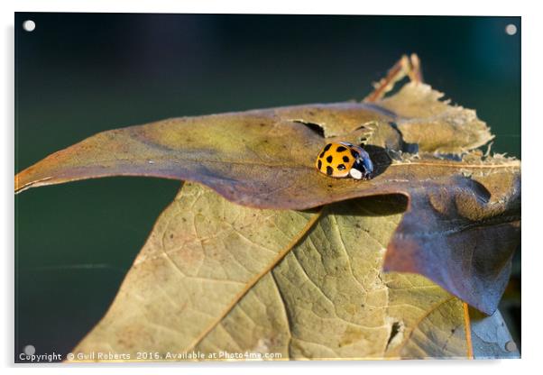 Ladybird on leaf Acrylic by Gwil Roberts
