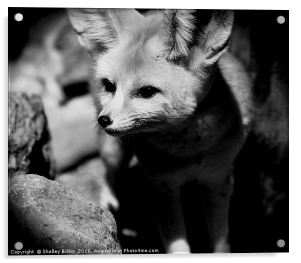 Fennec Fox Acrylic by Shelley Bibby