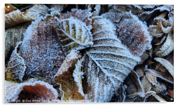 Early morning frost Acrylic by Dan White