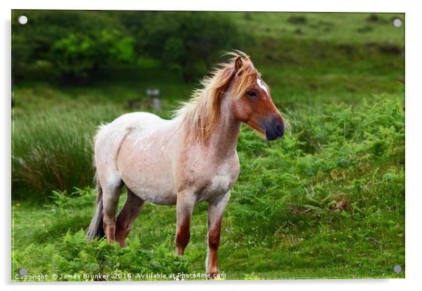 Portrait of Wild Pony Bodmin Moor Cornwall Acrylic by James Brunker