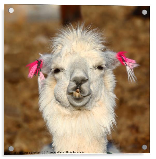 Smiling llama portrait Acrylic by James Brunker