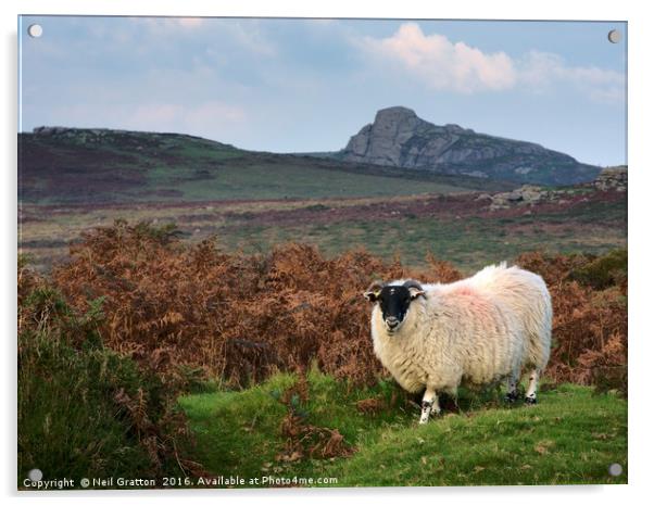 Dartmoor Sheep Acrylic by Nymm Gratton