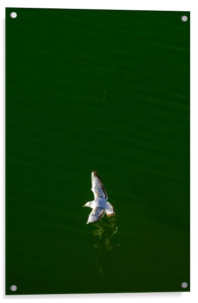White bird above the river Acrylic by Ranko Dokmanovic