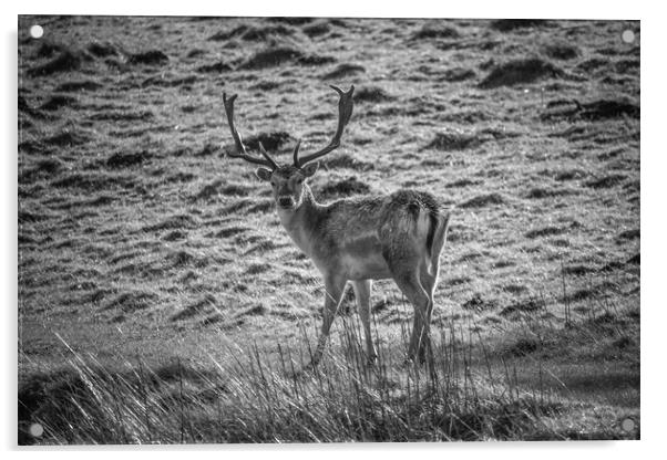 Fallow Deer Stag Acrylic by Paul Wheeler