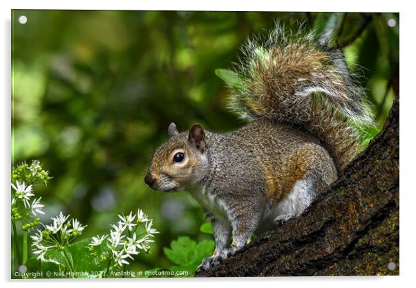 Squirrel Acrylic by Neil Holman
