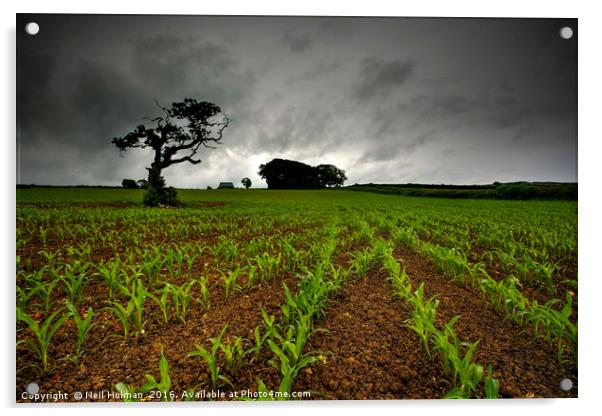 Tythegston Crop Field Acrylic by Neil Holman