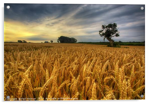 Barley Field at Tythegston Acrylic by Neil Holman