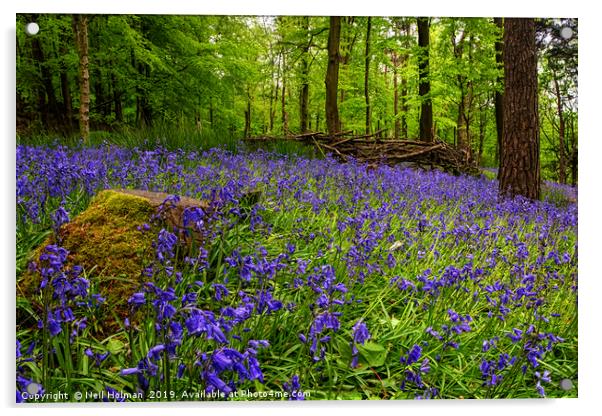 Margam Woods Blulebells Acrylic by Neil Holman