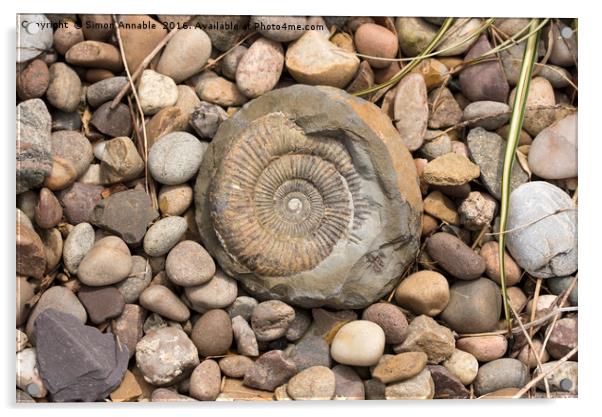 Beachcombing Find Acrylic by Simon Annable