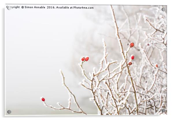 Winter Berries Acrylic by Simon Annable
