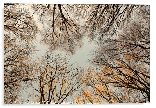 Bare Tree Canopy Acrylic by Simon Annable