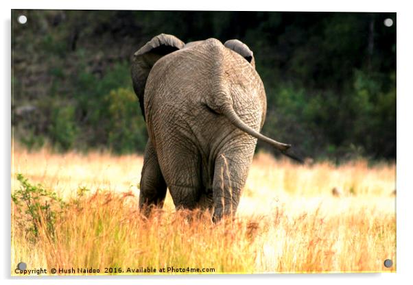 The baby Elephant  Acrylic by Hush Naidoo