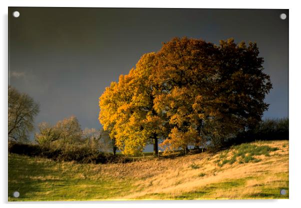 Autumn colours Acrylic by Caroline Burton