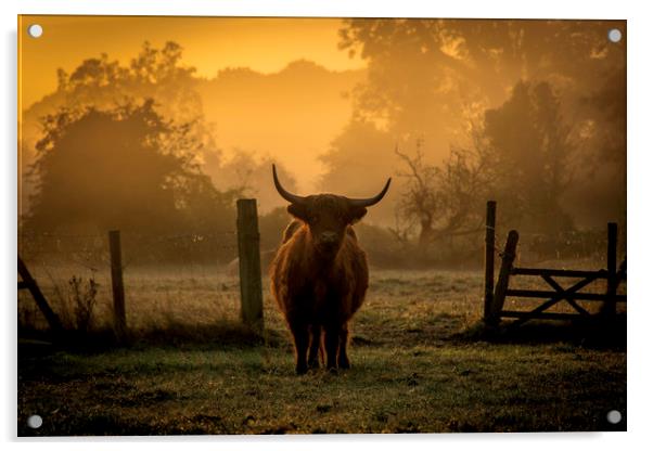 highland cow at sunrise Acrylic by Caroline Burton