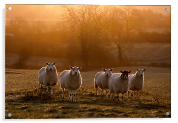 here's looking at ewe ... Acrylic by Caroline Burton