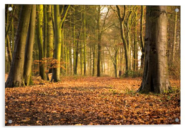 a late autumnal wood Acrylic by Caroline Burton