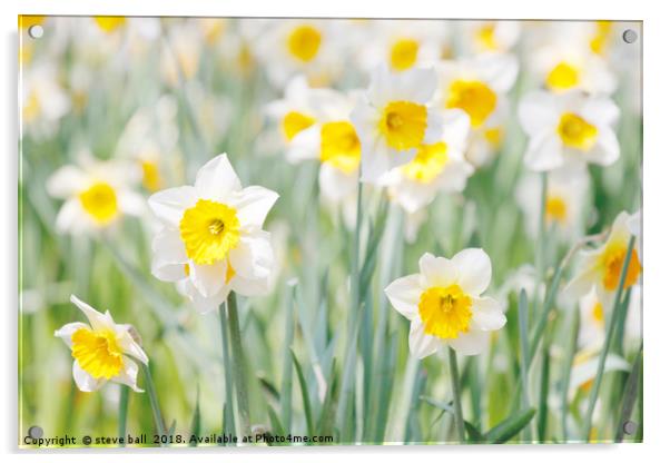 White and yellow daffodils Acrylic by steve ball