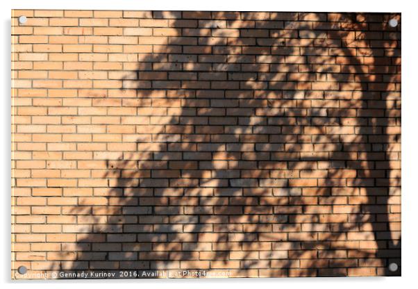 tree shadow on brick wall Acrylic by Gennady Kurinov