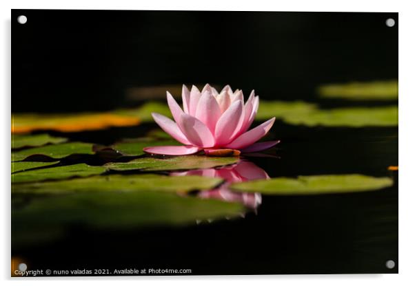 Pink lotus water lily flower and green leaves in pond Acrylic by nuno valadas
