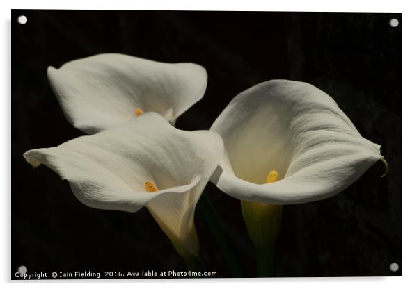 Trio of Lilies Acrylic by Iain Fielding