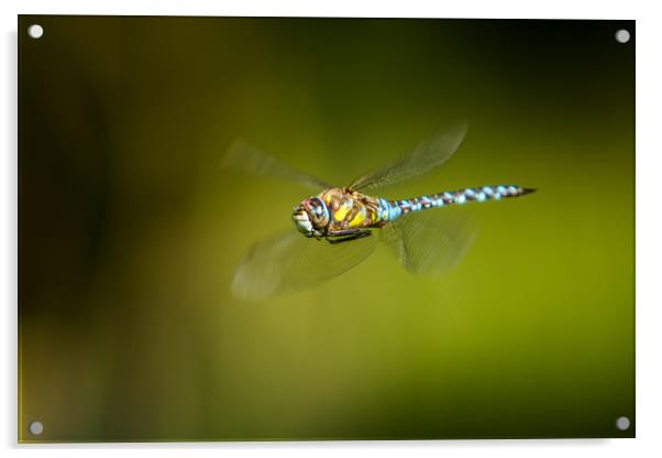 Fly by Acrylic by Stephen Darlington