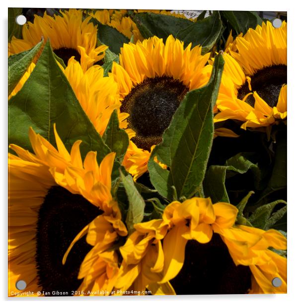 Sunflowers Acrylic by Ian Gibson