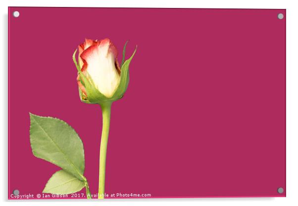 A single rose flower and stem on magenta backgroun Acrylic by Ian Gibson