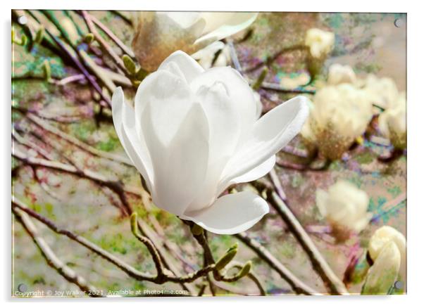Magnolia Denudata Acrylic by Joy Walker