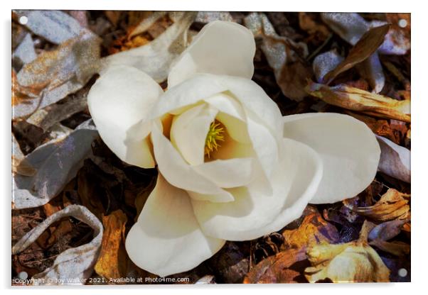 A single bloom of Magnolia Denudata  Acrylic by Joy Walker