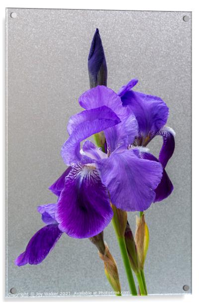 Purple Flag Iris Acrylic by Joy Walker