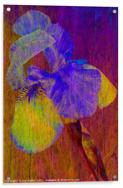 Purple Flag Iris Acrylic by Joy Walker