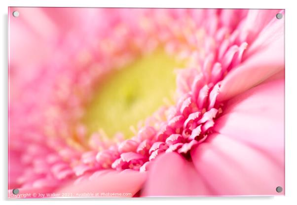 A pink Gerbera Acrylic by Joy Walker