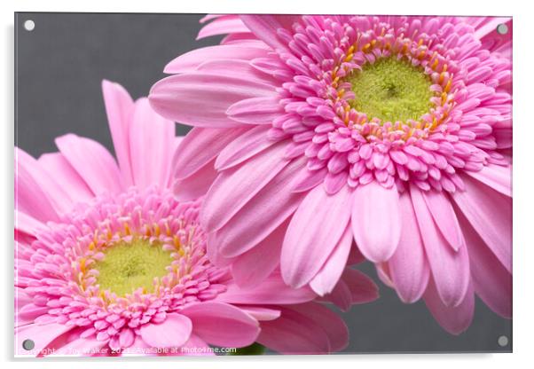 Two pink Gerbera flowers Acrylic by Joy Walker