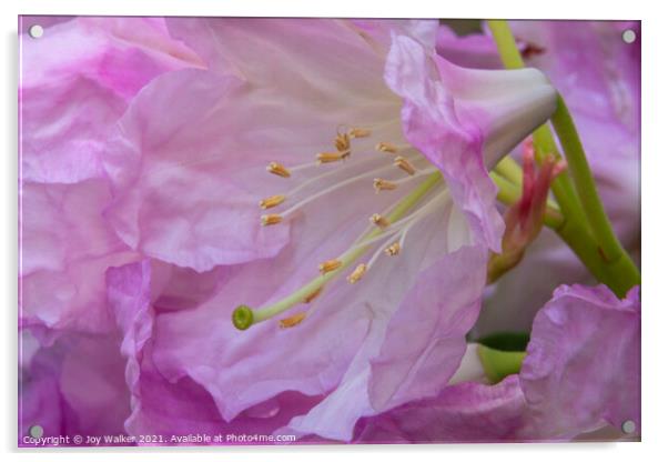 A close-up of a rhododendron flower and stamens Acrylic by Joy Walker