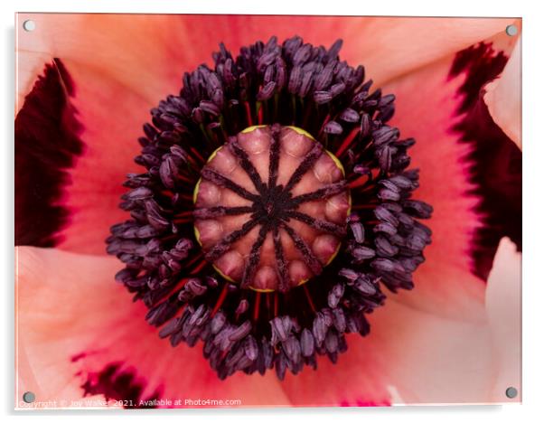 The centre of a large garden poppy Acrylic by Joy Walker