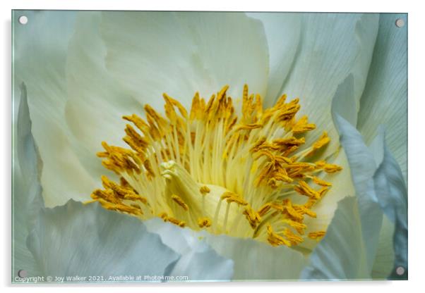 A close-up of a single white peony Acrylic by Joy Walker