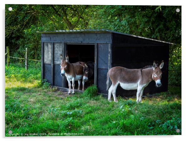 Three donkeys around their stable Acrylic by Joy Walker