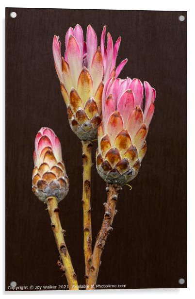 3 Protea flowers Acrylic by Joy Walker