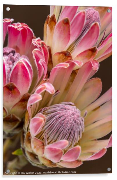 Three Protea flowers Acrylic by Joy Walker
