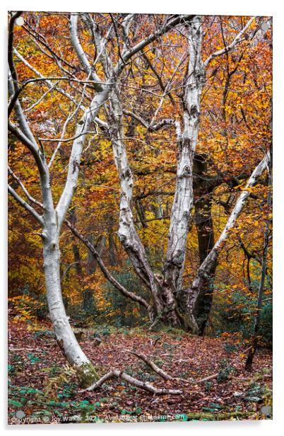 Beautiful silver Birch trees in the Autumn, Burnha Acrylic by Joy Walker