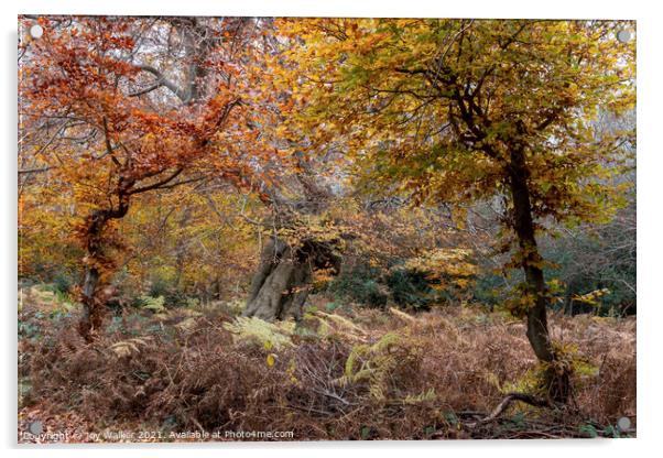 Beautiful ancient trees, Burnham Beeches, UK Acrylic by Joy Walker