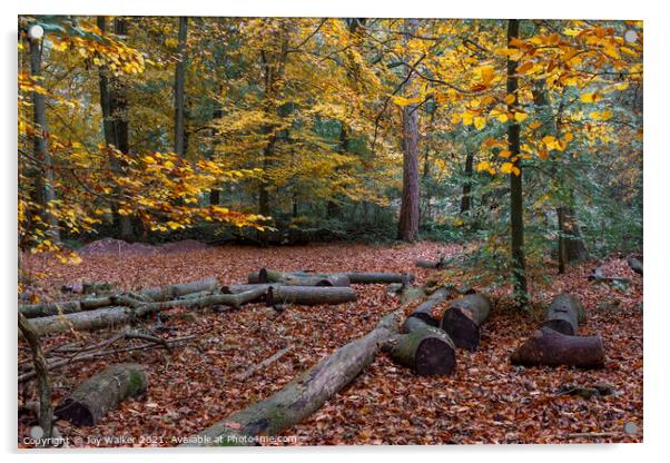 Beech woodland, Burnham woods, Buckinghamshire, UK Acrylic by Joy Walker