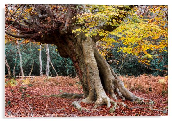 An ancient beech tree, Burnham Beeches, UK Acrylic by Joy Walker