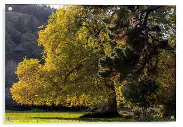 Trees in the Autumn sunlight Acrylic by Joy Walker