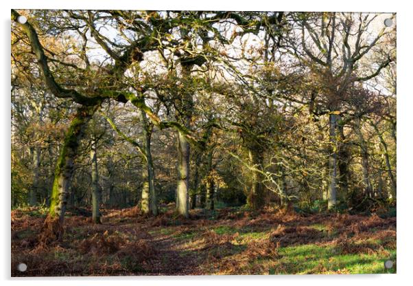 Winter woodland Acrylic by Joy Walker