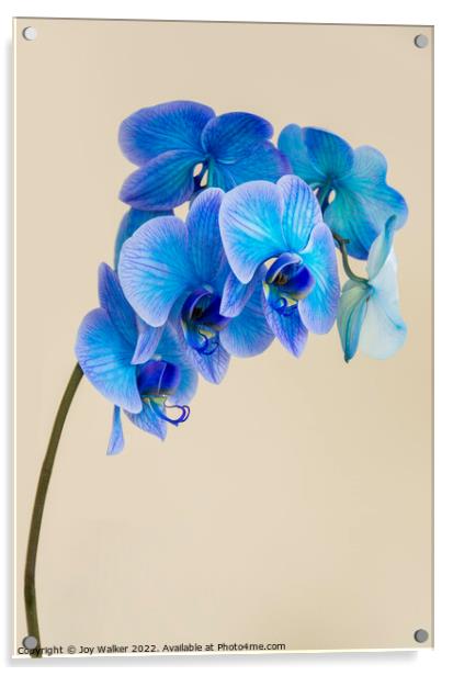 A single bloom stem of a blue colored orchid Acrylic by Joy Walker
