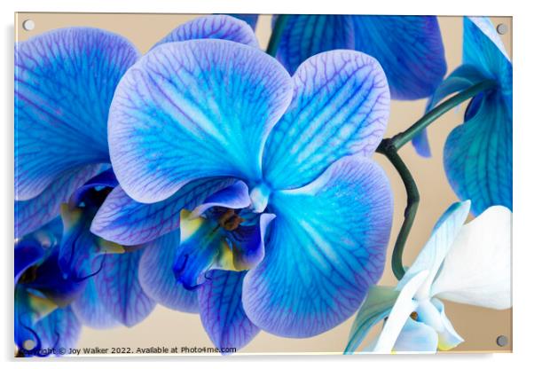 close up of a blue colored Orchid bloom Acrylic by Joy Walker