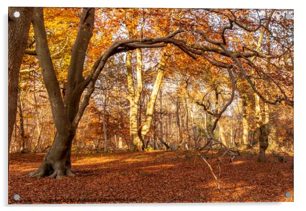 Autumn woods   Acrylic by Joy Walker