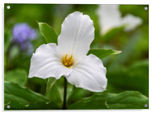 A single White Trillium grandiflorum flower Acrylic by Joy Walker