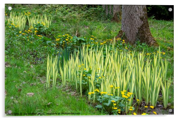 Marsh marigold flowers and variegated Iris leaves Acrylic by Joy Walker